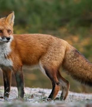 Kolejne przypadki wścieklizny u lisów wolno żyjących na terenie województwa mazowieckiego